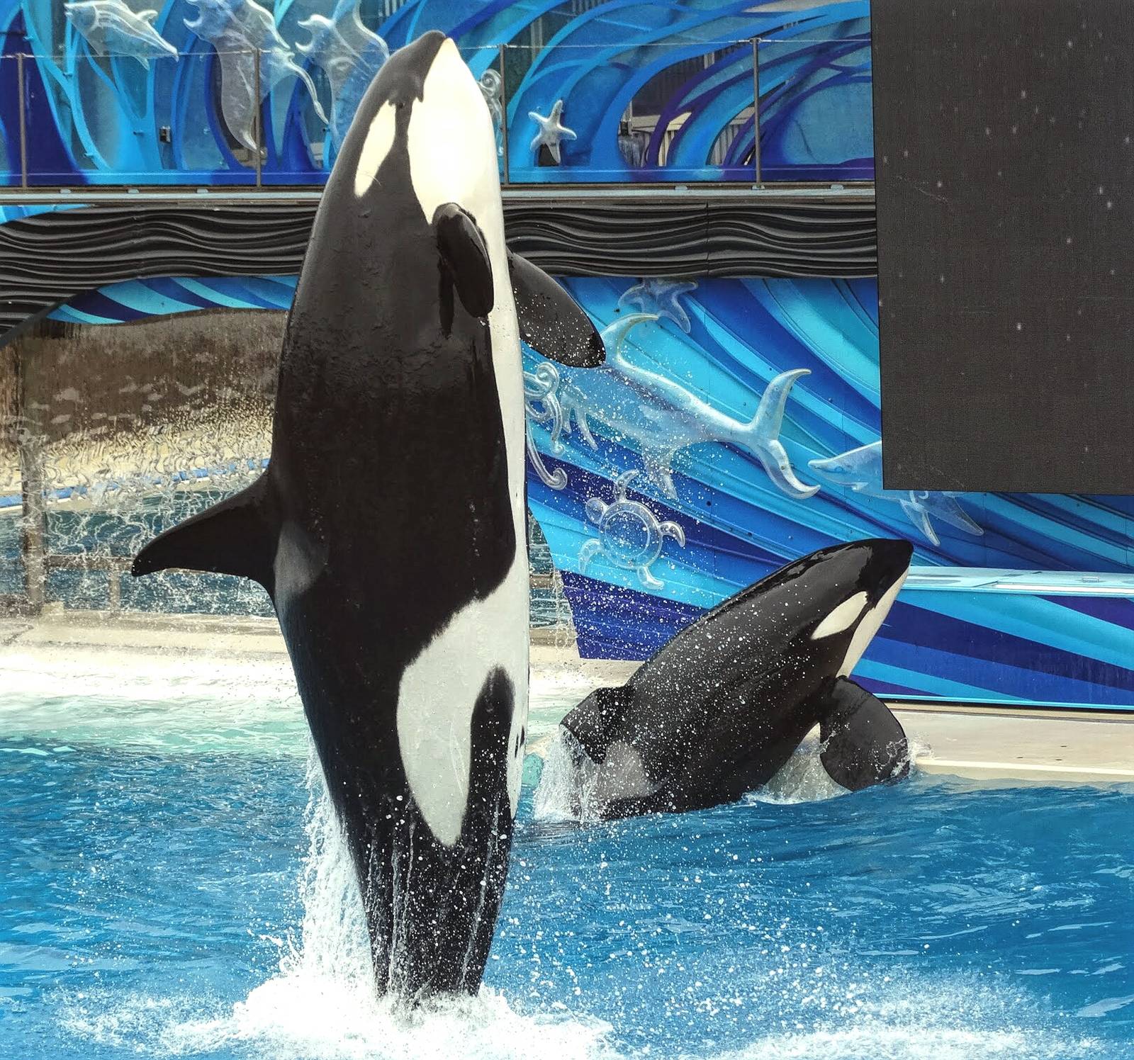 Jun. 2015 - One Ocean - Corky and Ikaika