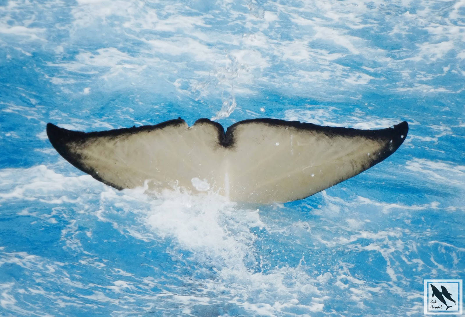 Jun. 2015 - One Ocean - Corky's Fluke