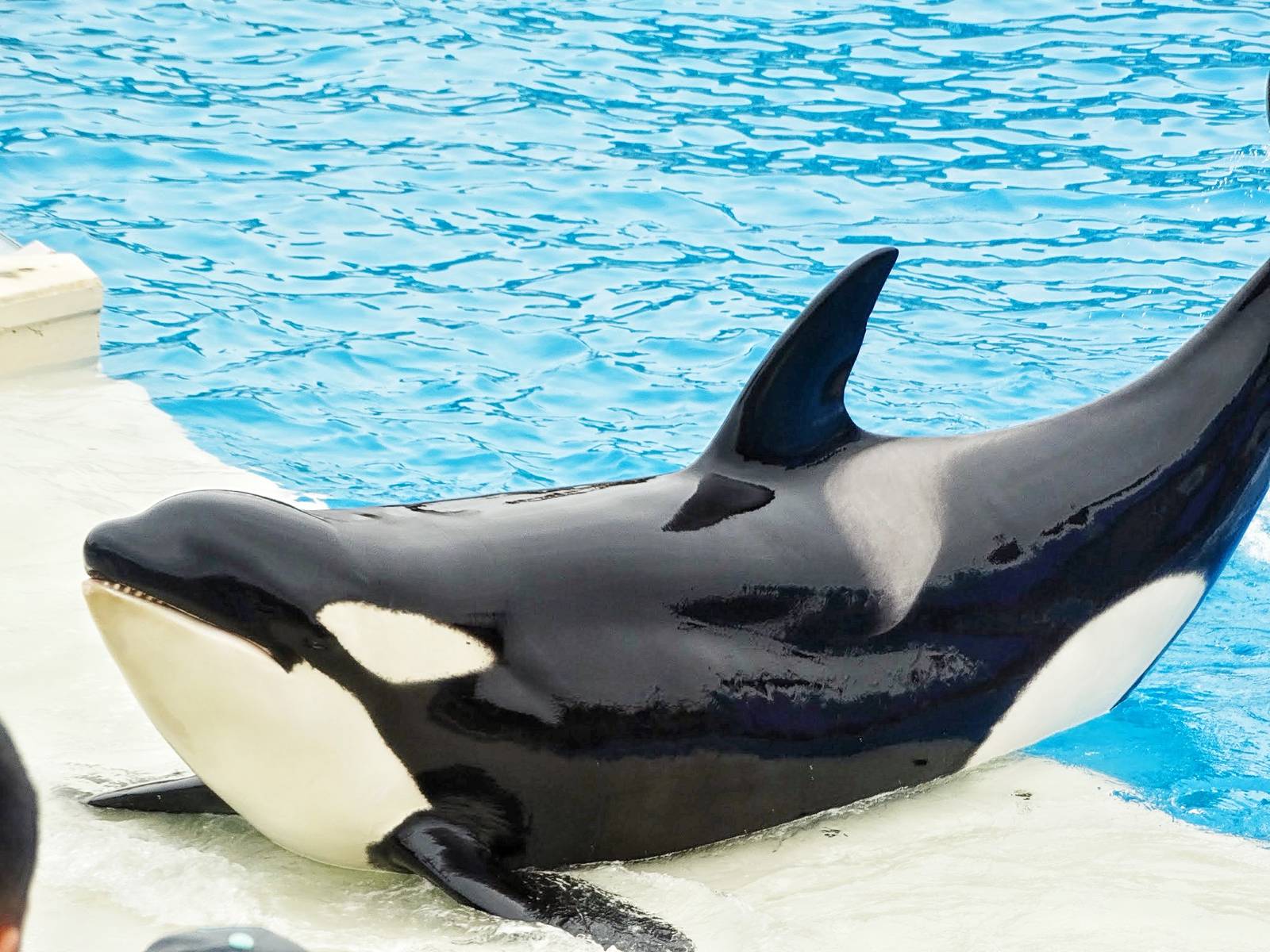 Jun. 2015 - One Ocean - Kasatka