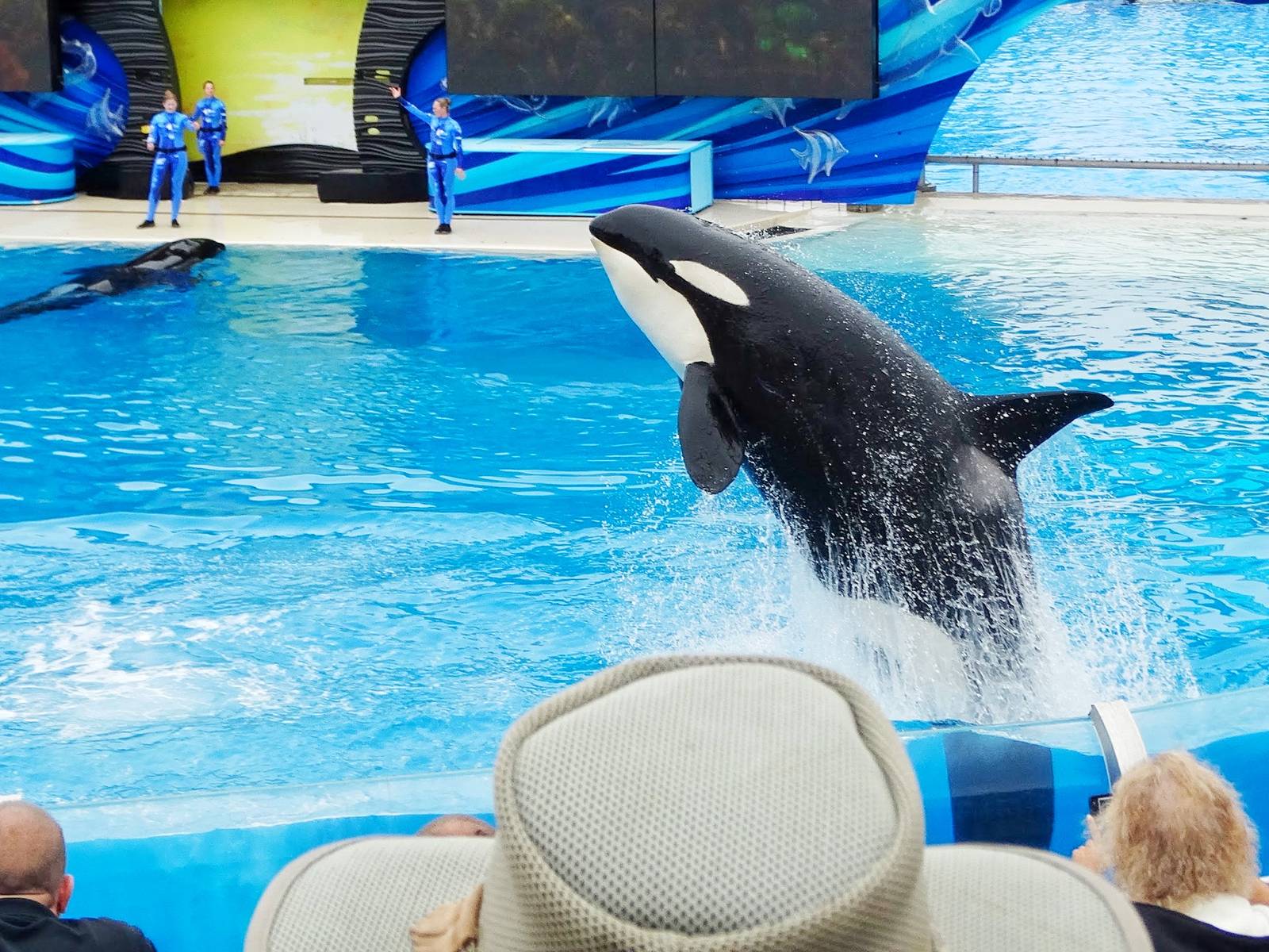 Jun. 2015 - One Ocean - Kasatka