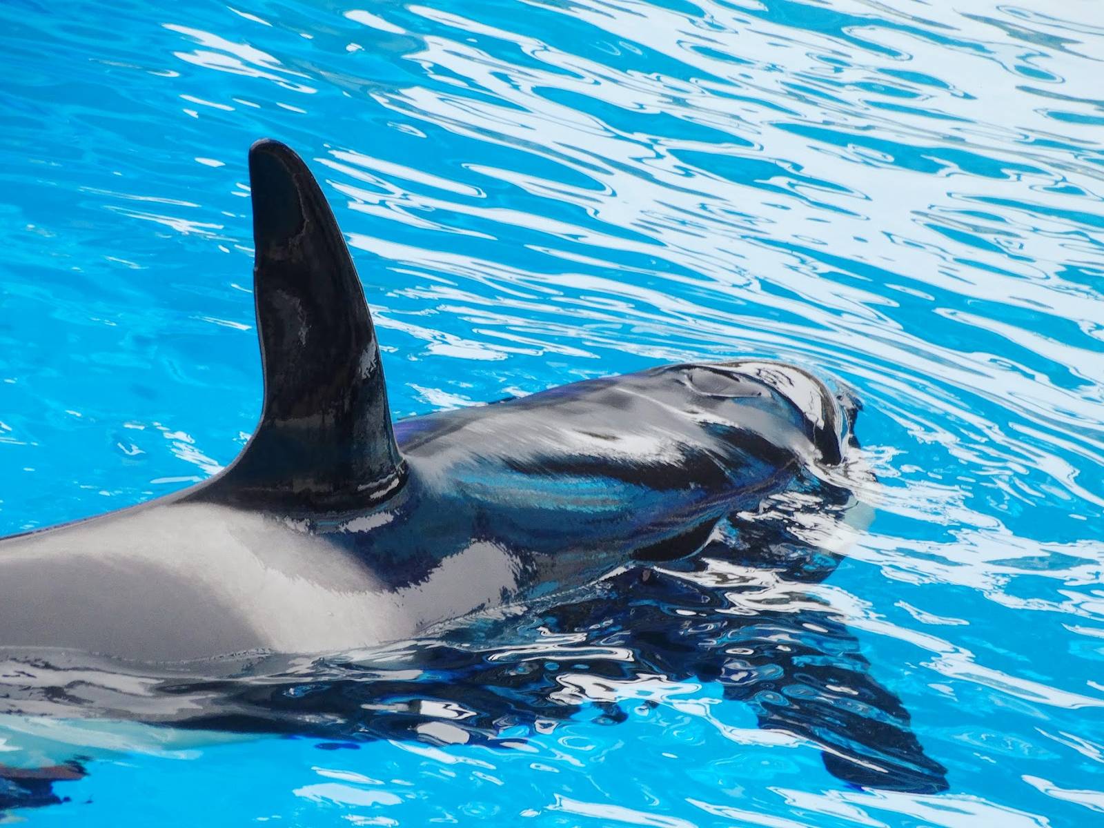 Jun. 2015 - One Ocean - Kasatka