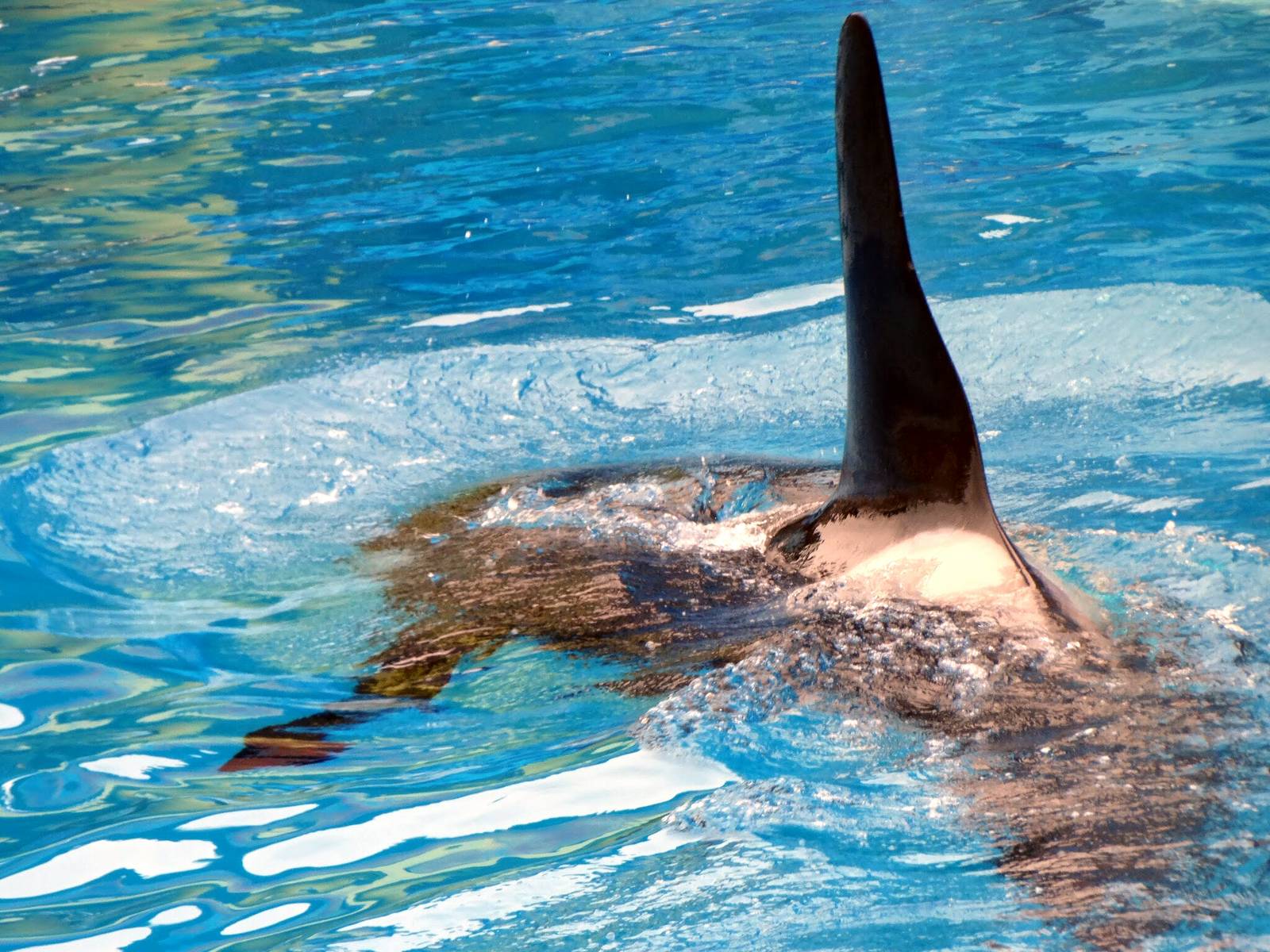 Jun. 2015 - One Ocean - Nakai's Perfect Dorsal