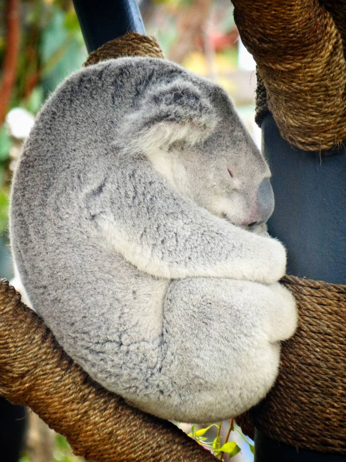 Jun. 2015 - Outback - Koala