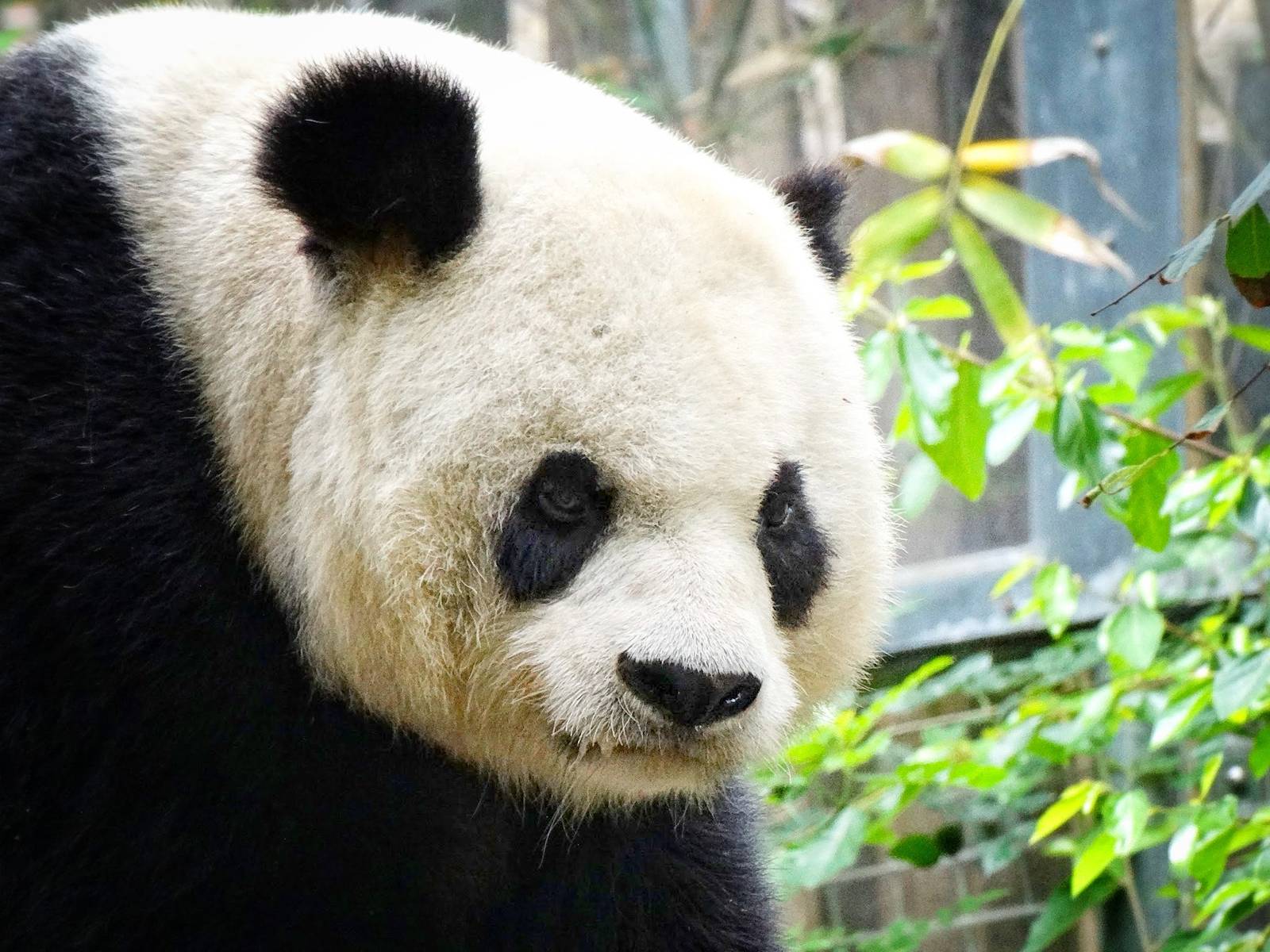 Jun. 2015 - Panda Trek - Giant Panda