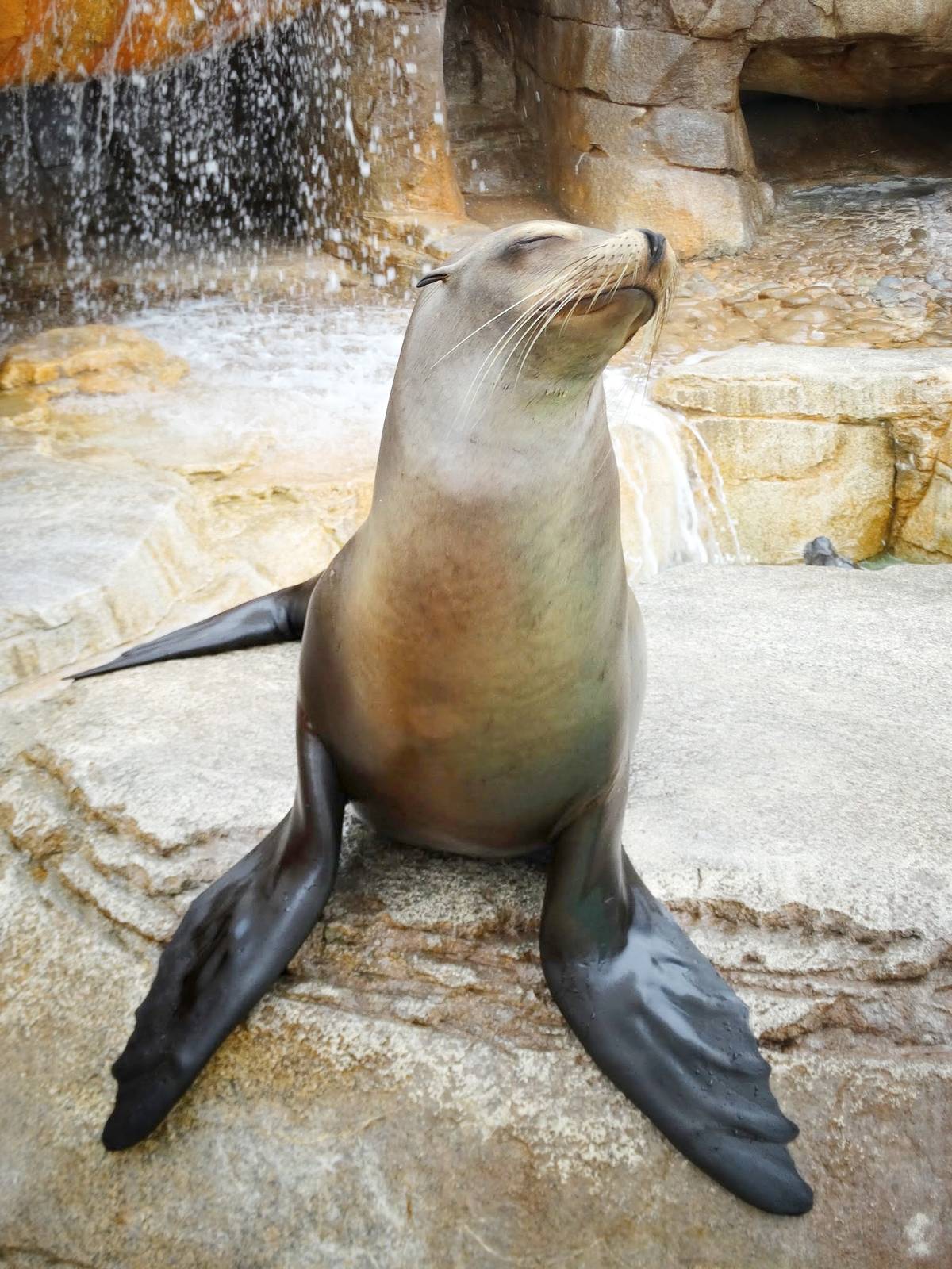 Jun. 2015 - Pinniped Point - California Sea Lion