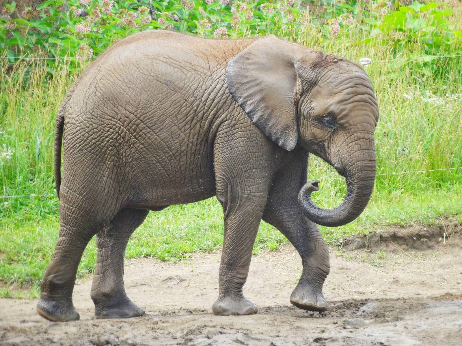 Jun. 2015 - Plains - Nyah