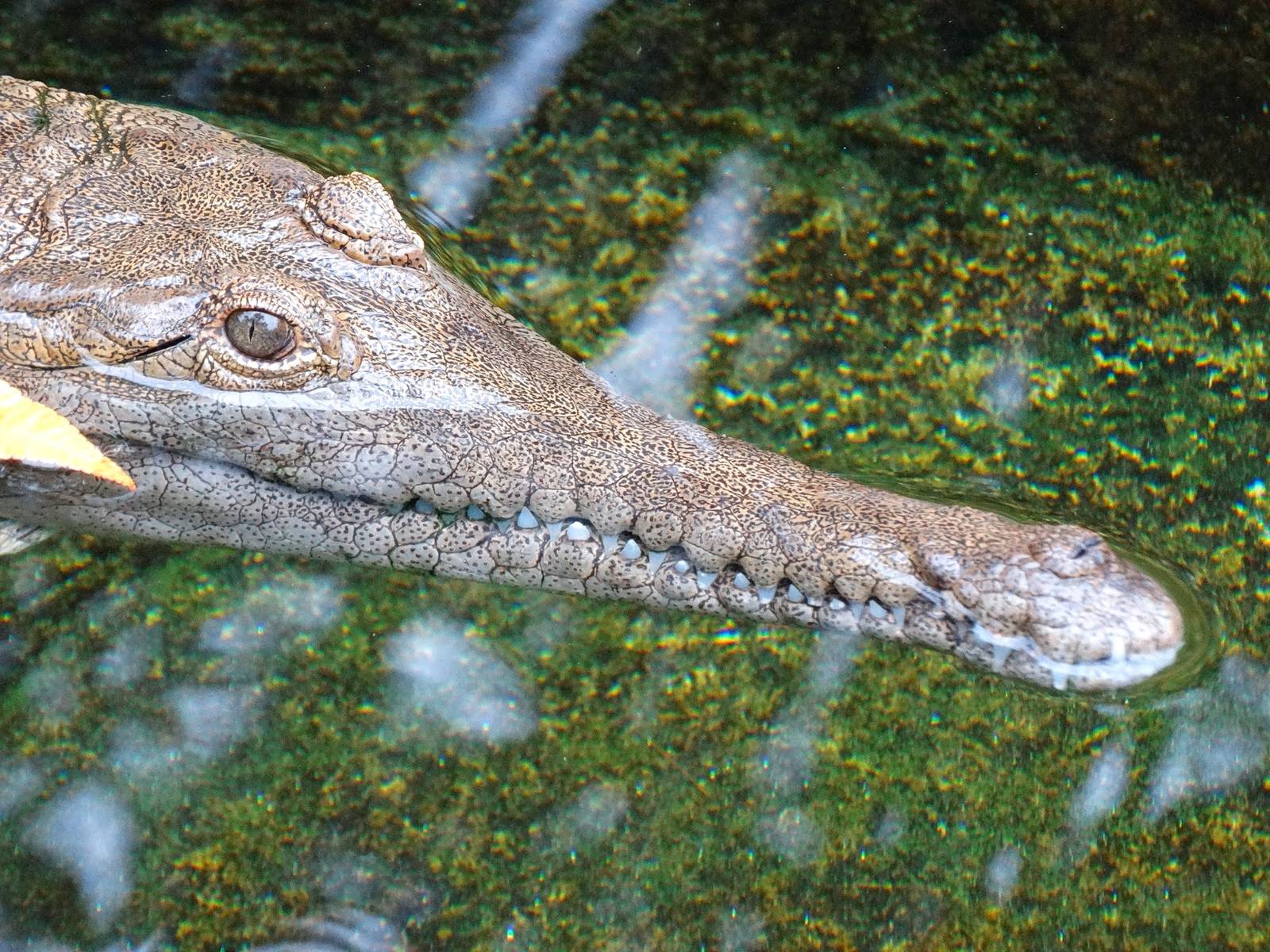 Jun. 2015 - Reptile Walk - Johnston's Crocodile