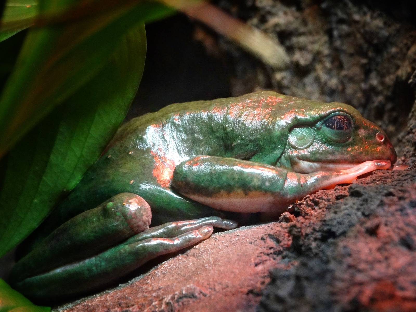 Jun. 2015 - Reptile Walk - Mexican Giant Tree Frog