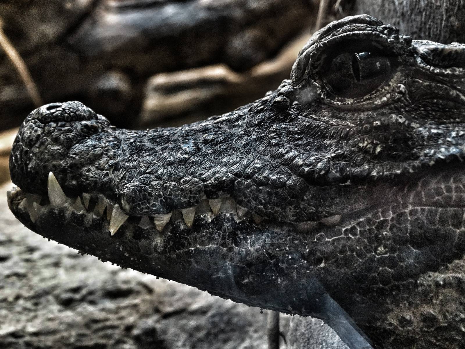 Jun. 2015 - Reptile Walk - West African Dwarf Crocodile