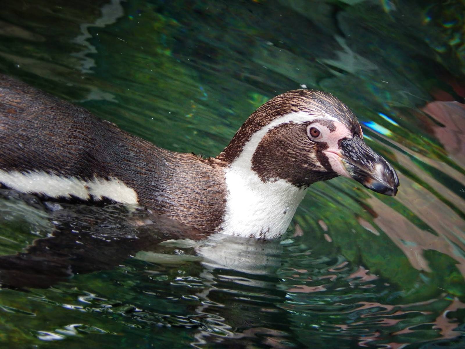 Jun. 2015 - Shores - Humboldt Penguin