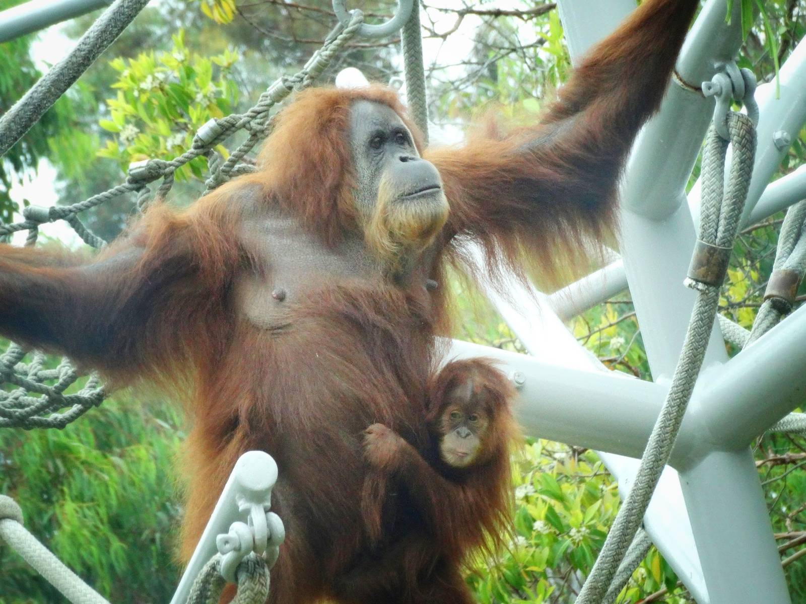 Jun. 2015 - The Lost Forest - Absolutely Apes - Mother and Young