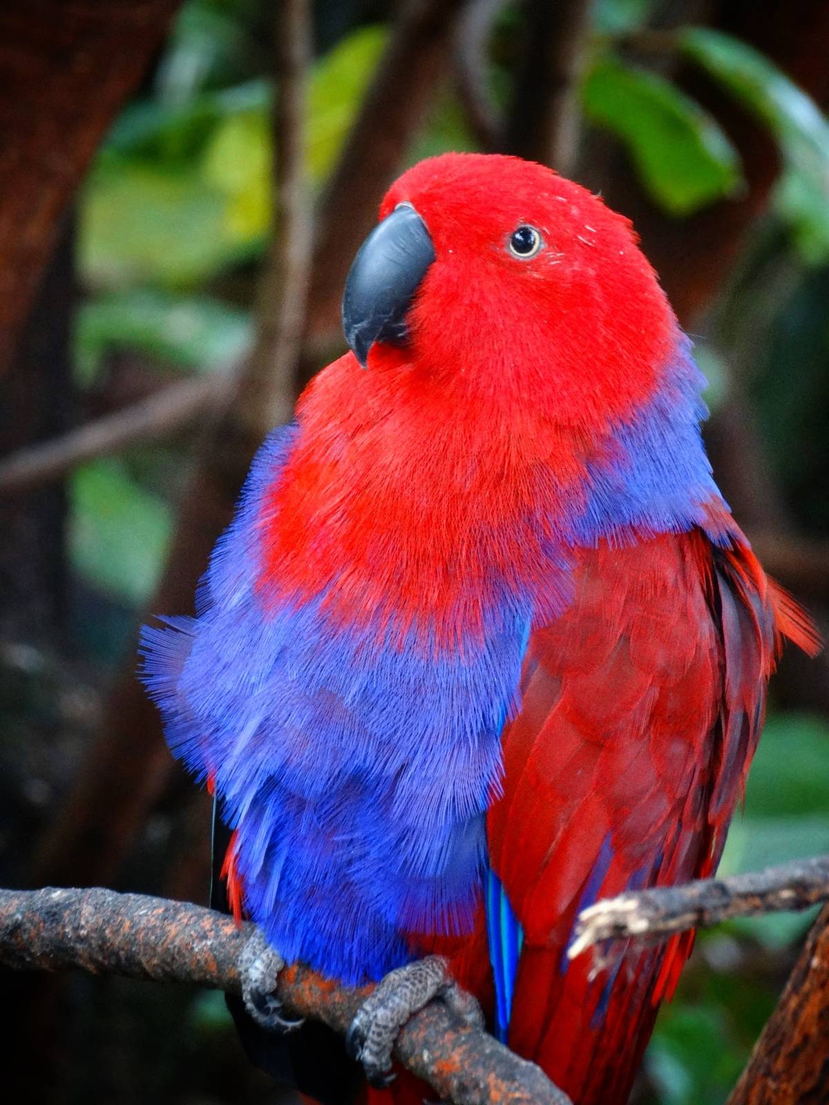 Jun. 2015 - The Lost Forest - Owen's Aviary - Electus Parrot