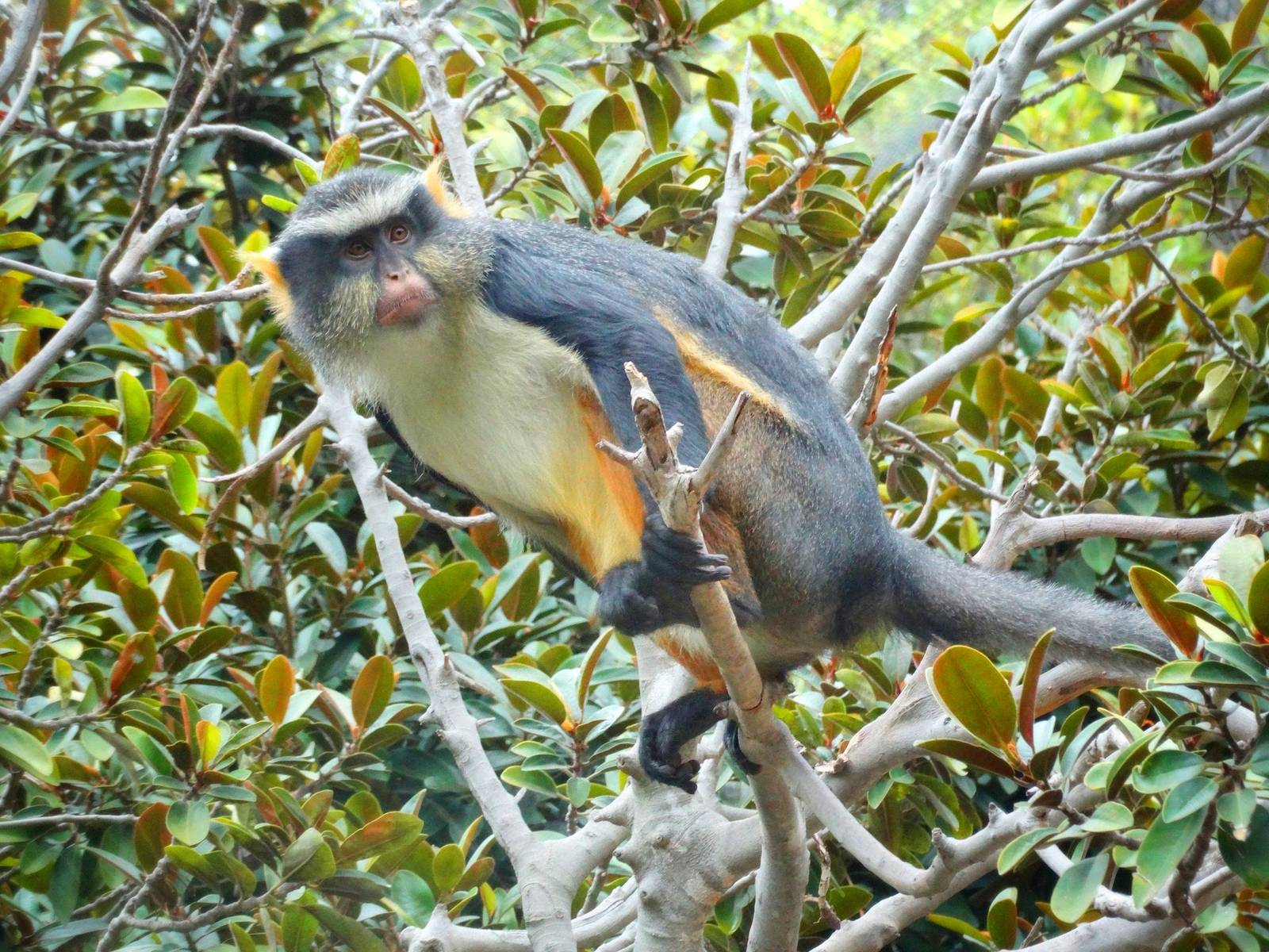 Jun. 2015 - The Lost Forest - Wolf's Guenon