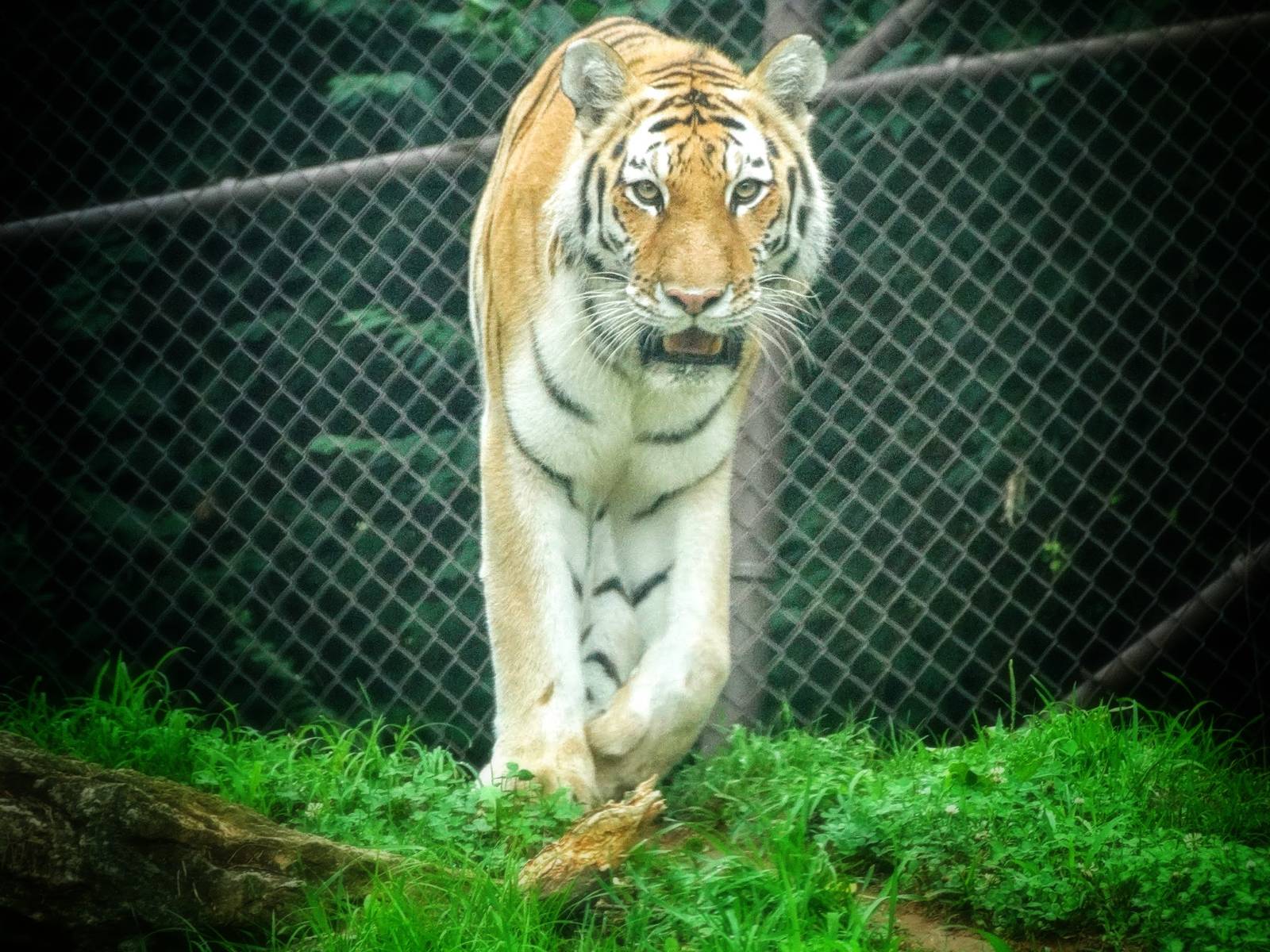 Jun. 2015 - Tiger Tundra - Amur Tiger
