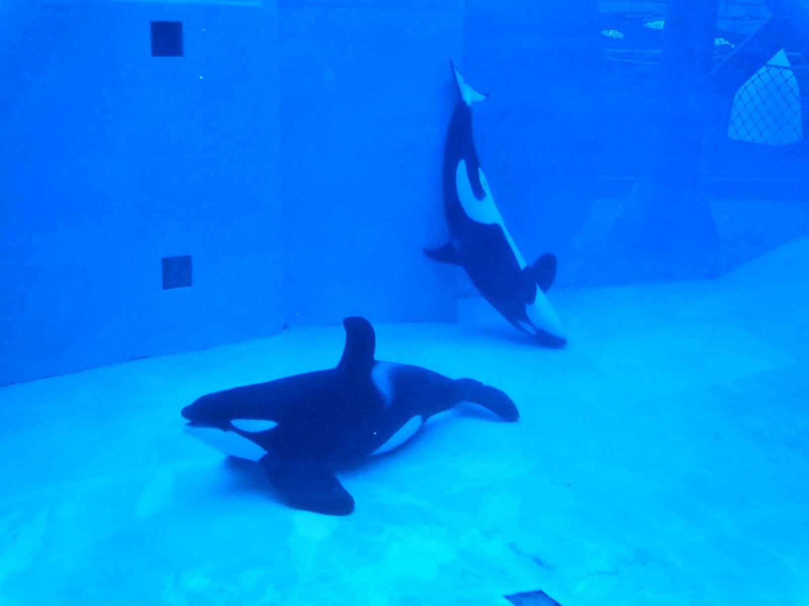 Jun. 2015 - Ulises and Orkid