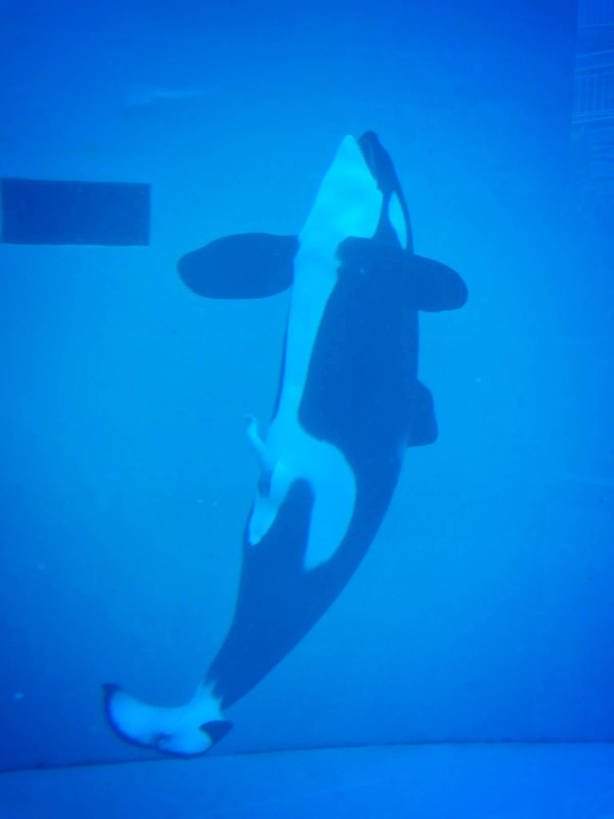 Jun. 2015 - Ulises Erect