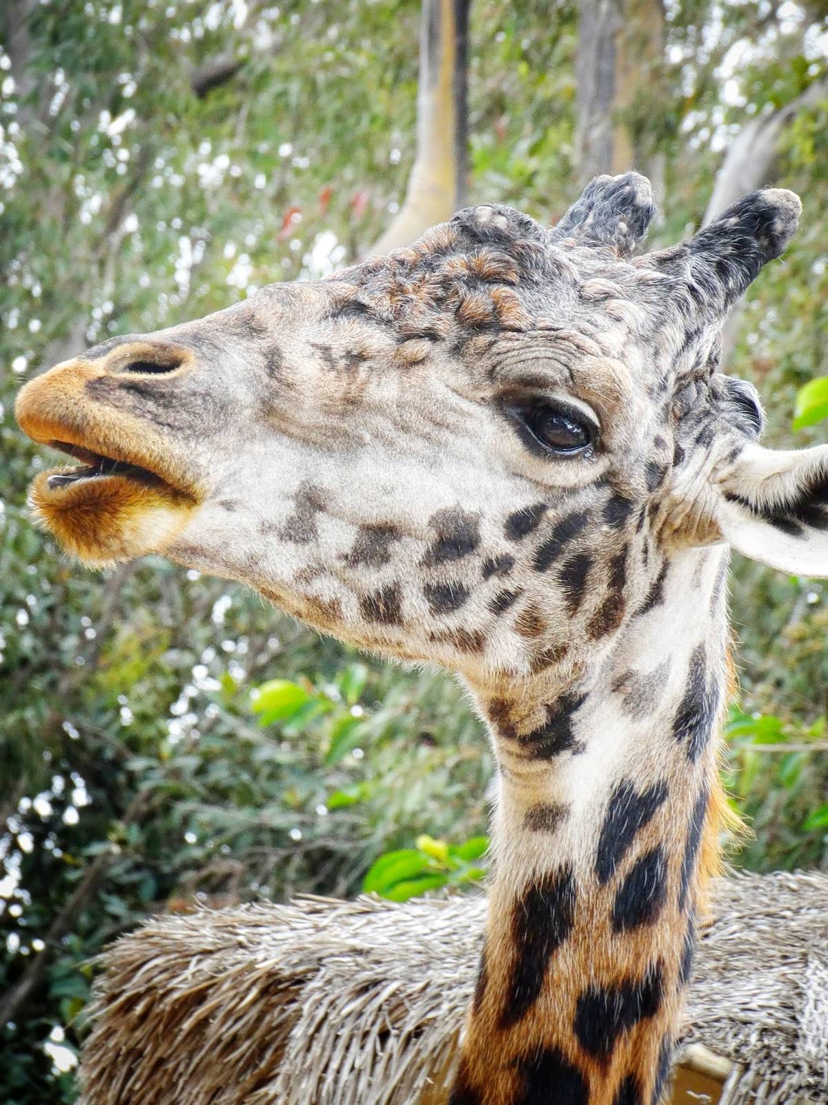 Jun. 2015 - Urban Jungle - Masai Giraffe