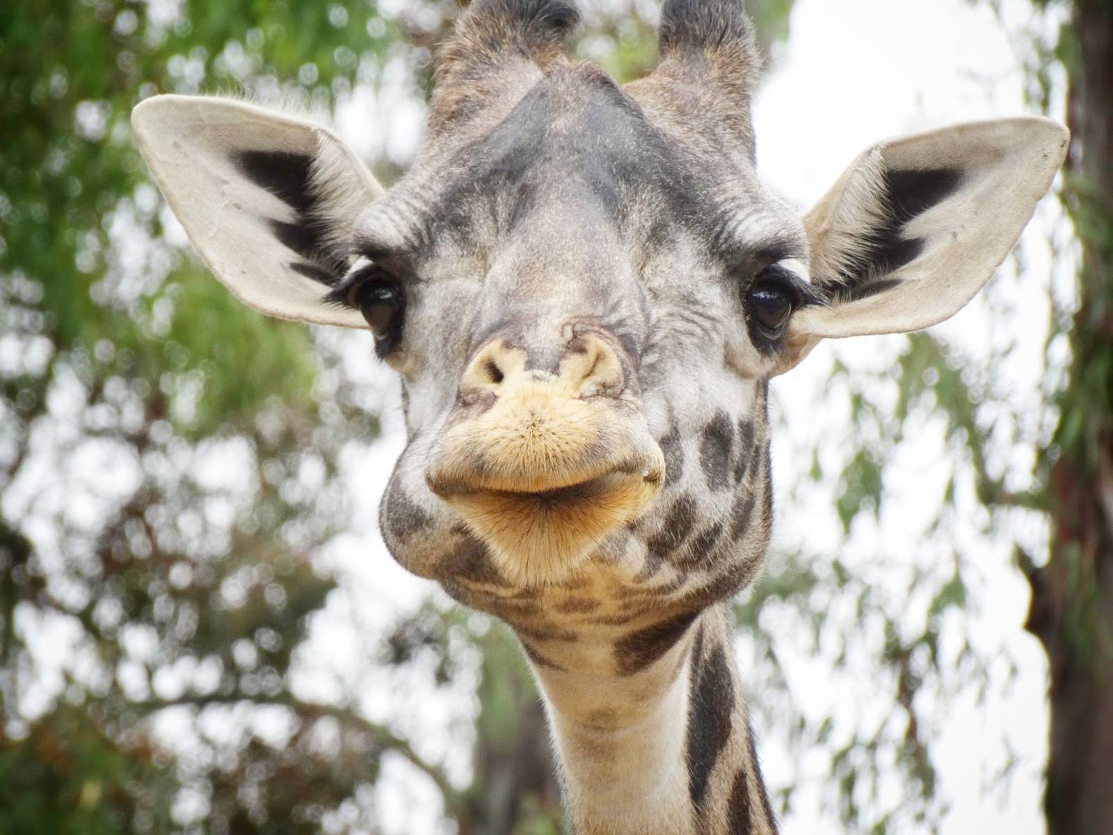 Jun. 2015 - Urban Jungle - Masai Giraffe