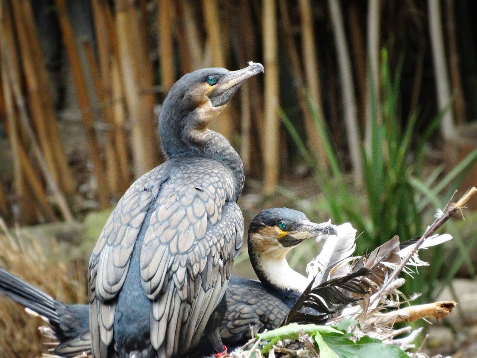 Jun. 2015 - White-breasted Cormorants