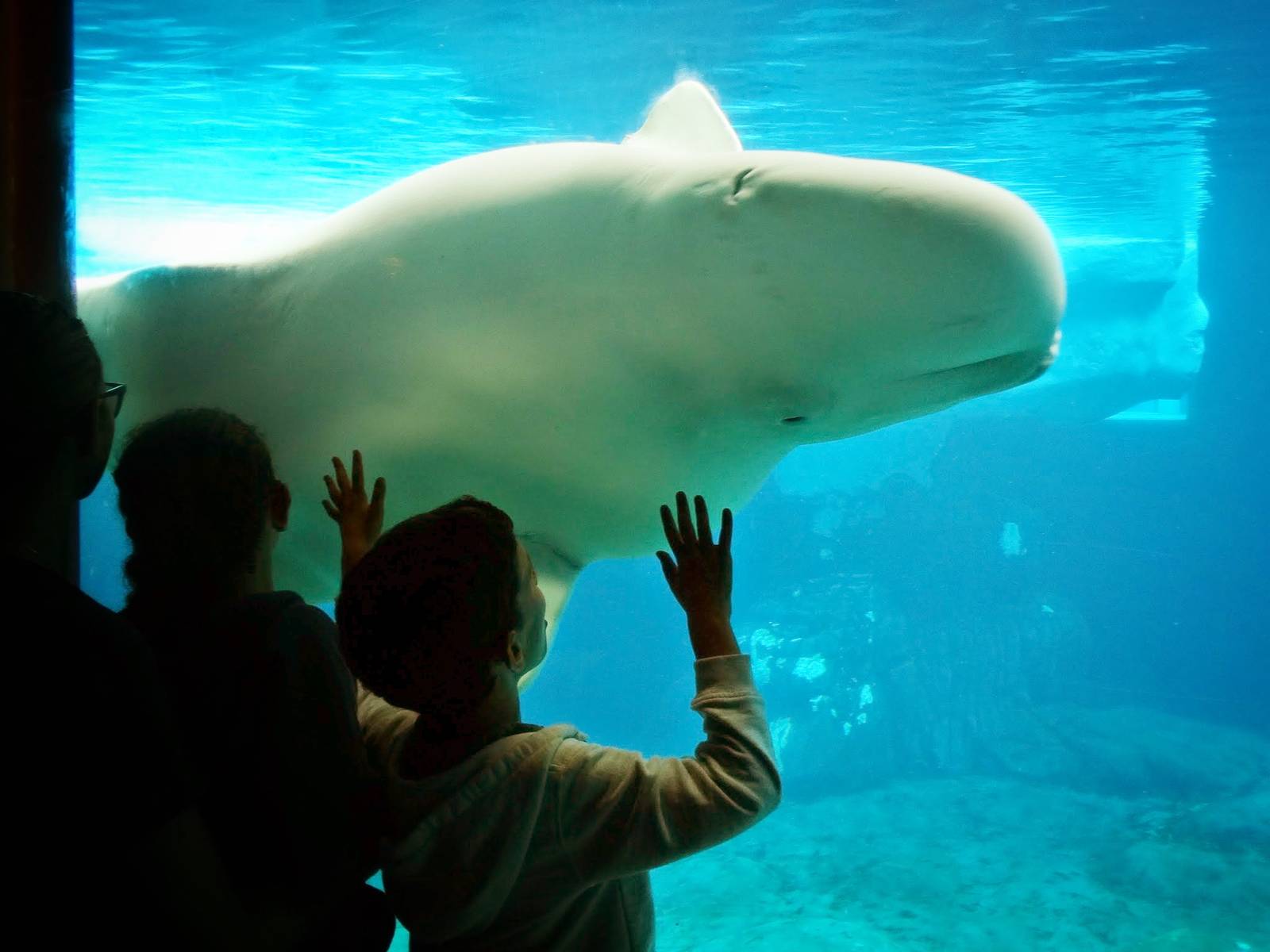 Jun. 2015 - Wild Arctic - Beluga