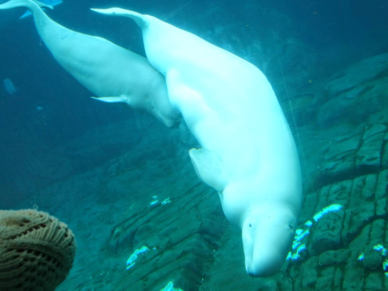 Jun. 2015 - Wild Arctic - Mother and Young - Beluga