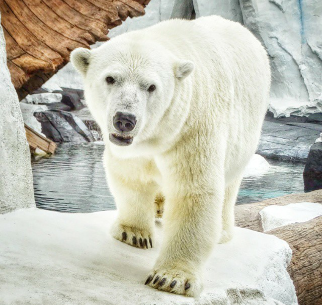 Jun. 2015 - Wild Arctic - Szenja