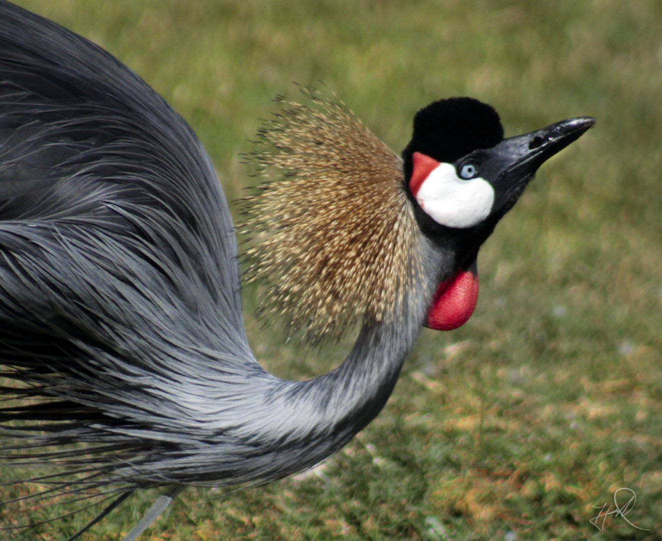 Jun. 2017 - Africa - Grey Crowned Crane