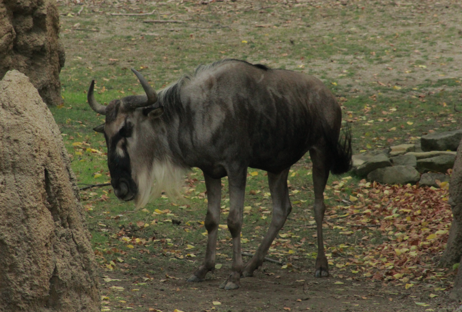 Jun. 2017 - Africa - Mike (New White-bearded Wildebeest)
