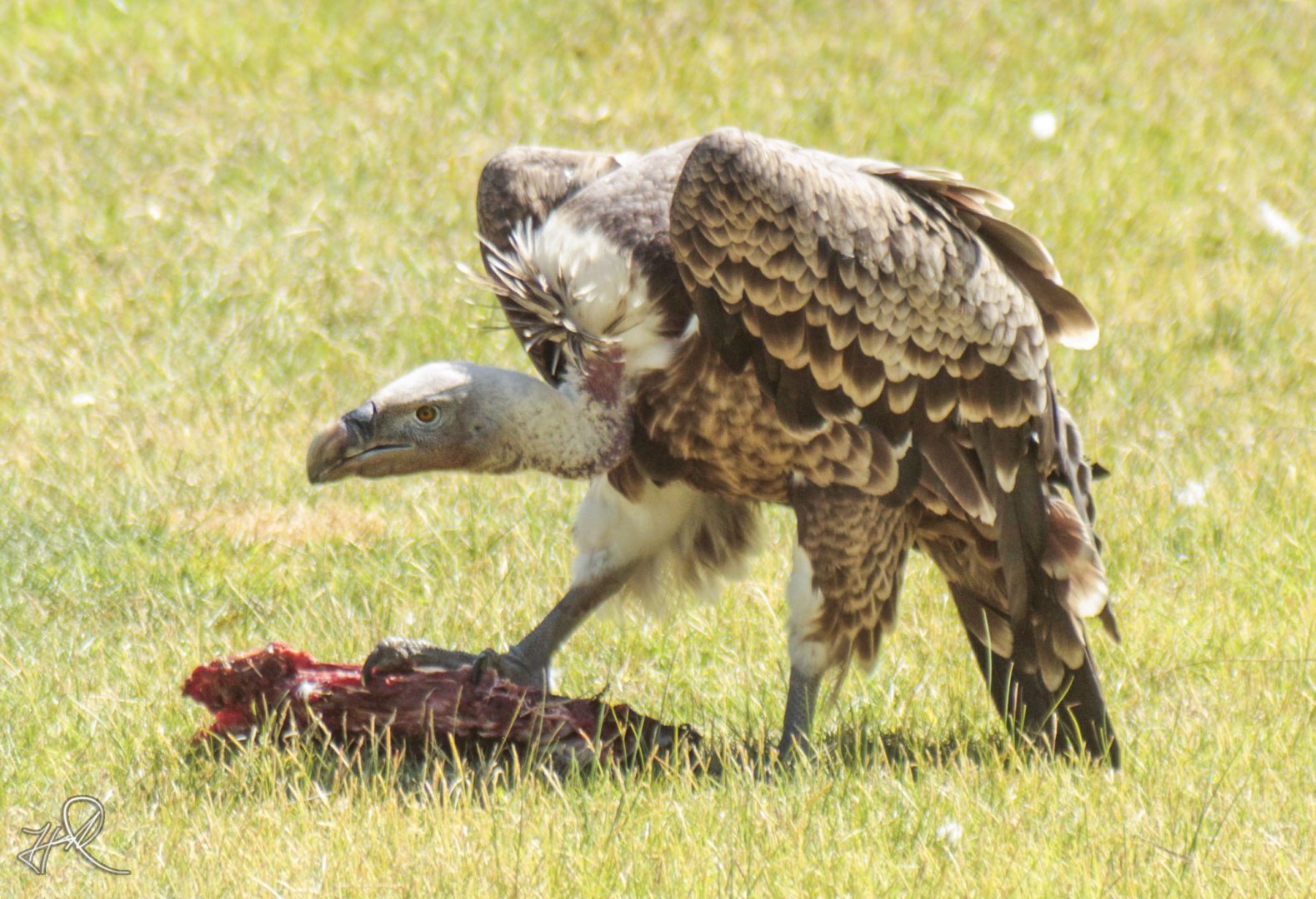 Jun. 2017 - Africa - Ruppell's Vulture