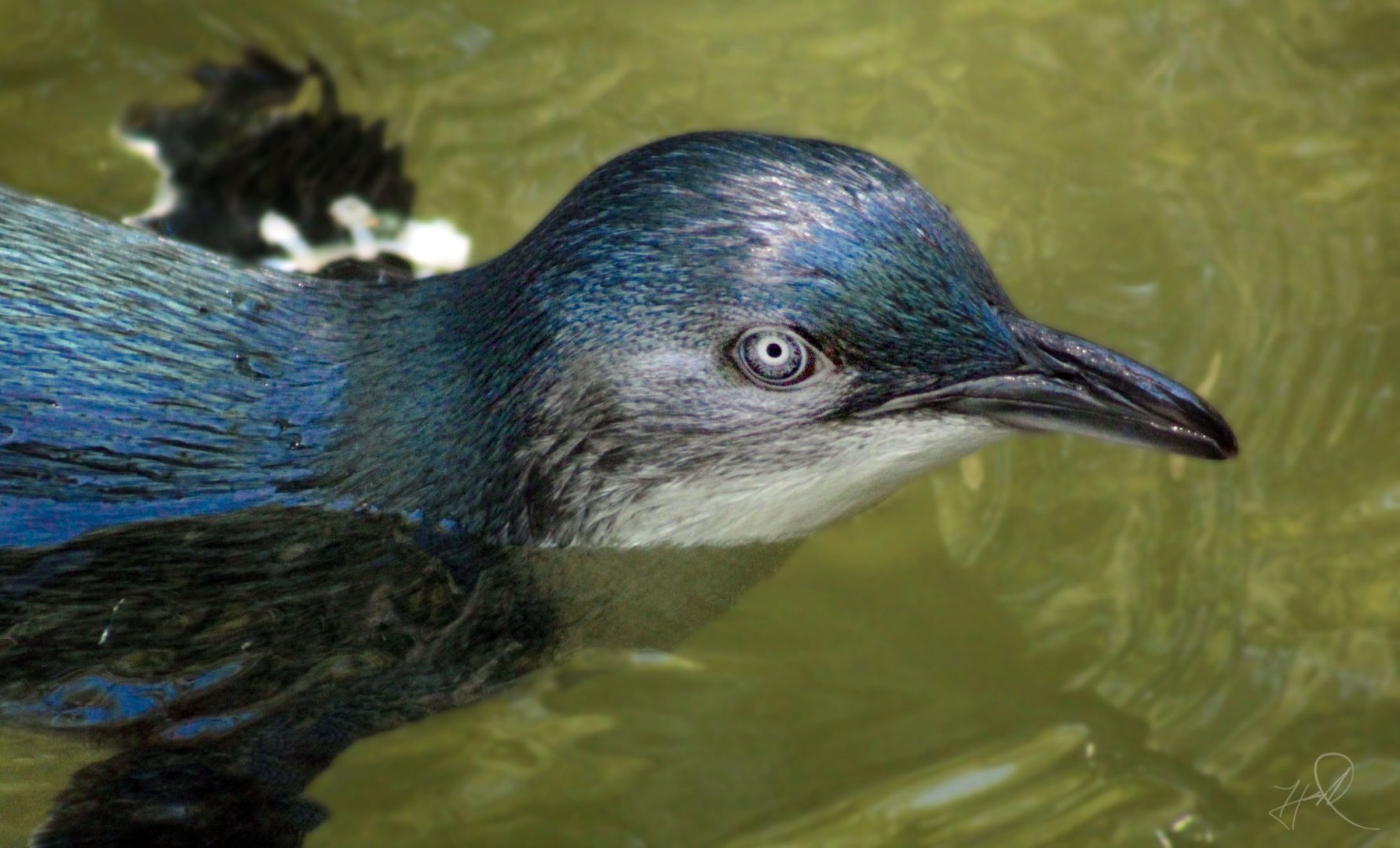 Jun. 2017 - Children's Zoo - Blue Penguin