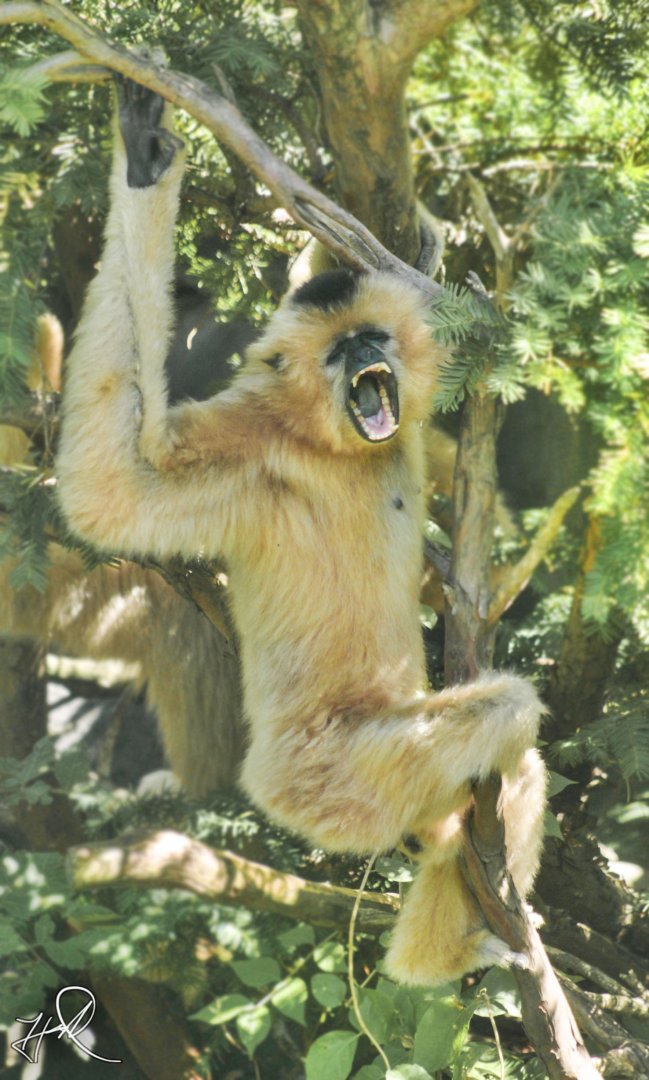 Jun. 2017 - Gibbon Islands - Buff-cheeked Gibbon