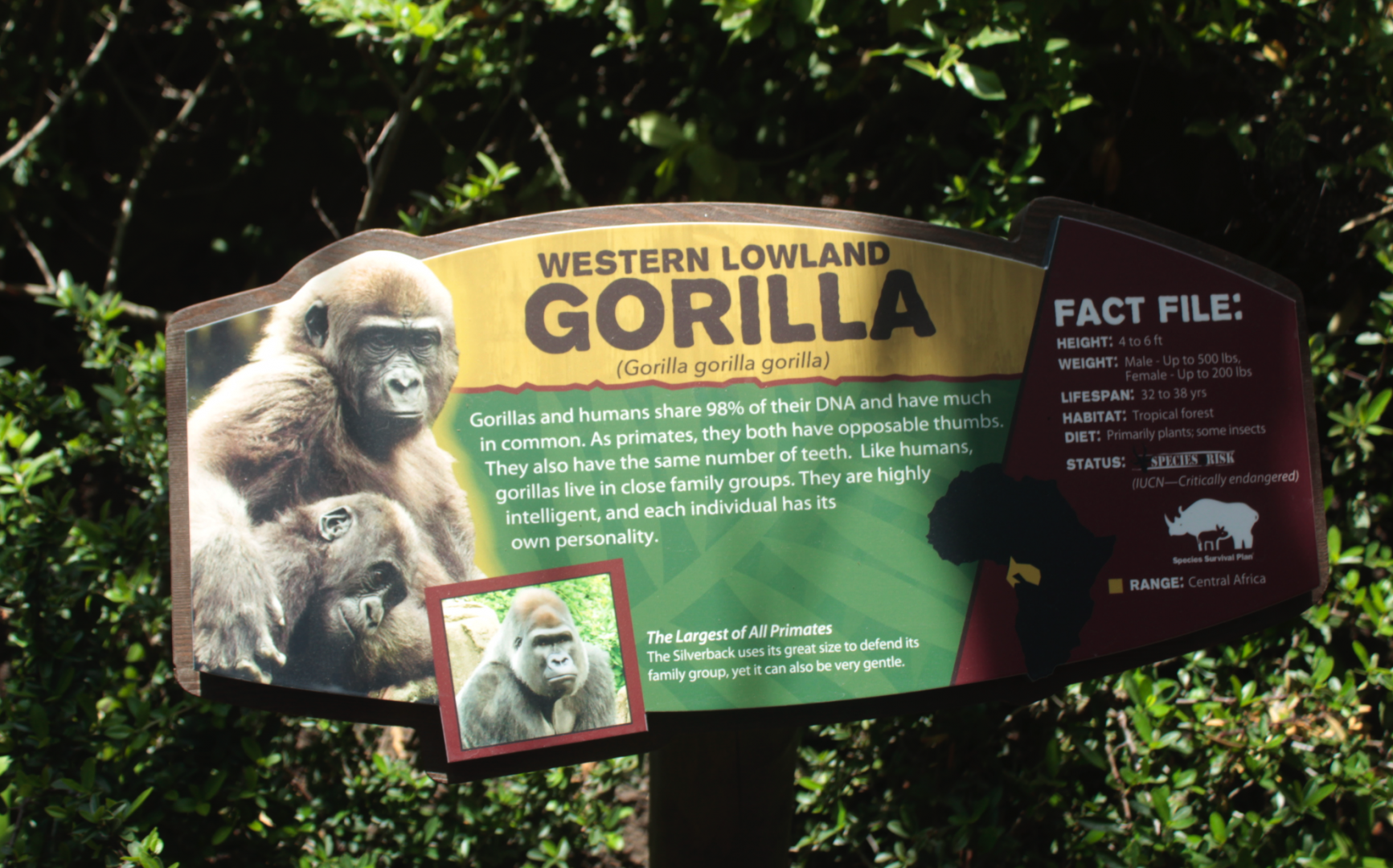 Jun. 2017 - Gorilla World Renovations - New Signage