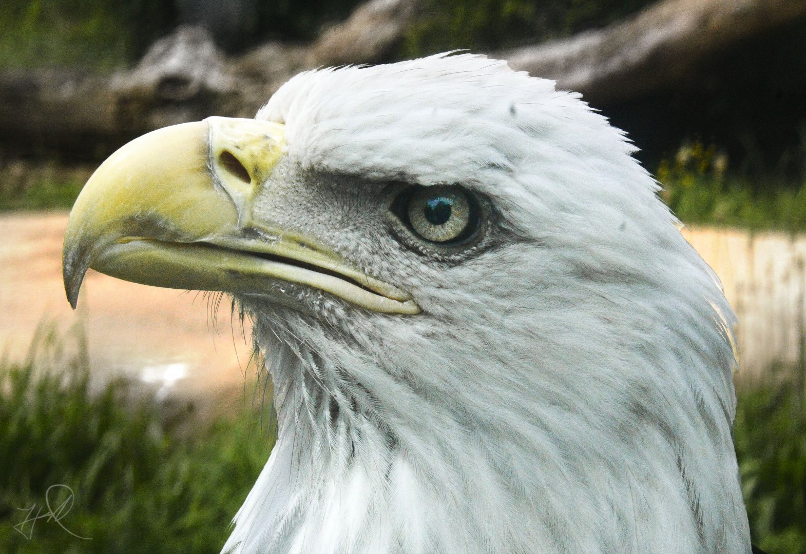 Jun. 2017 - Grizzly Ridge - Bald Eagle