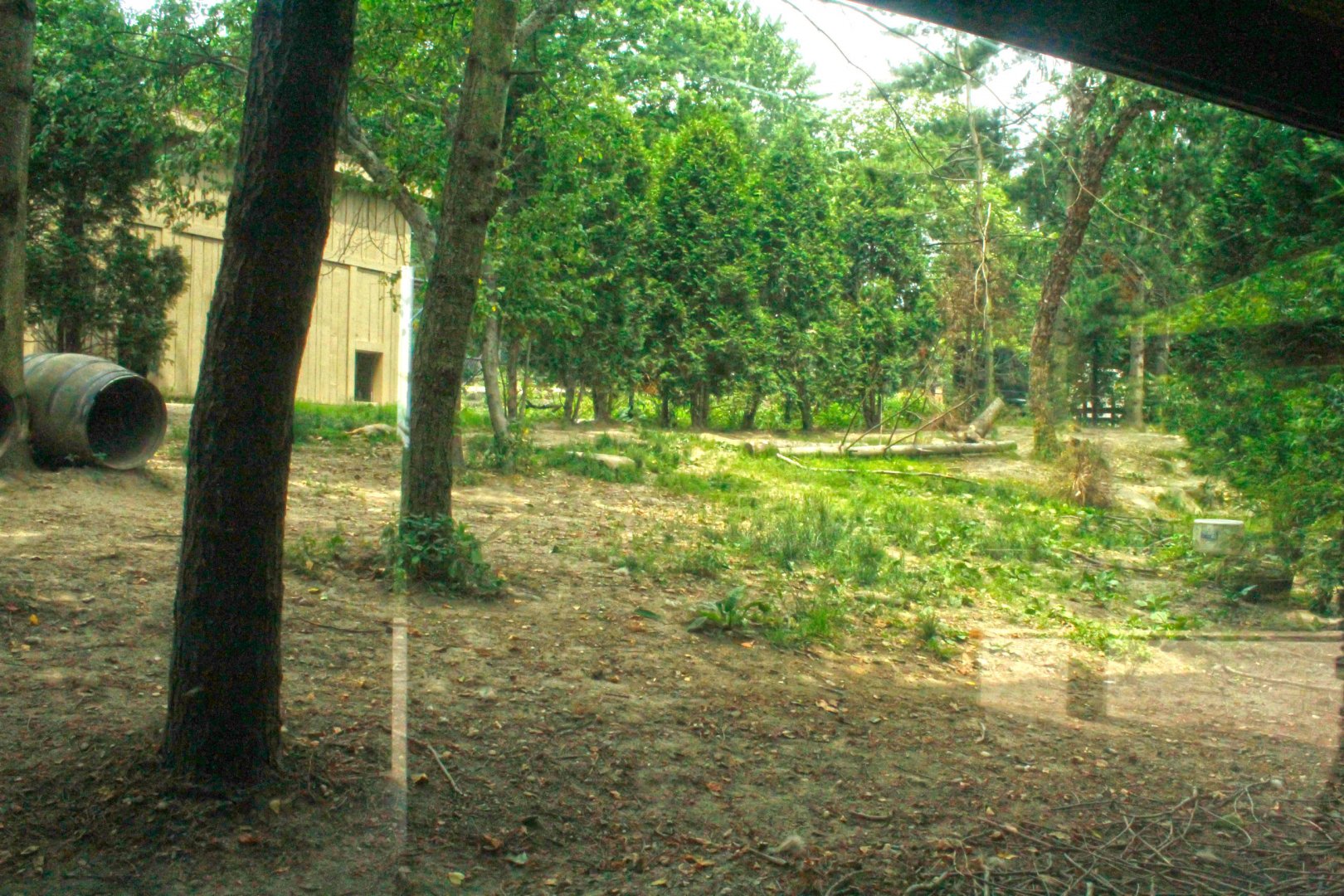 Jun. 2017 - Grizzly Ridge - Coyote Exhibit