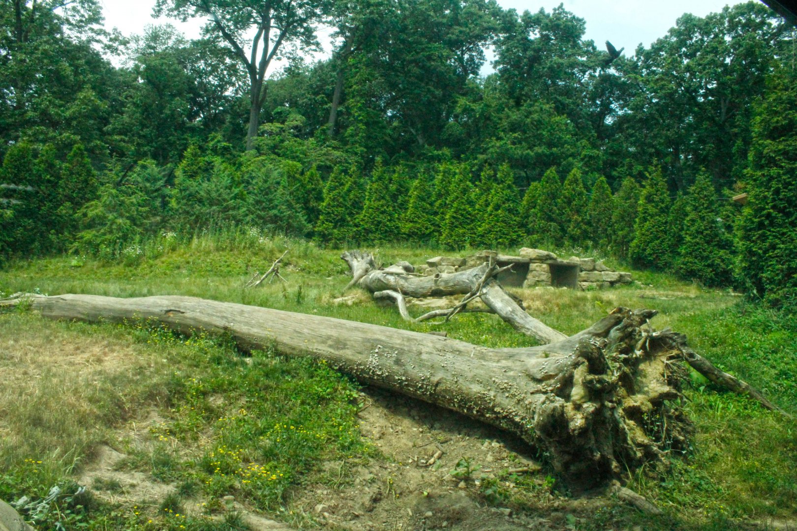 Jun. 2017 - Grizzly Ridge - Grizzly Bear Exhibit - First View