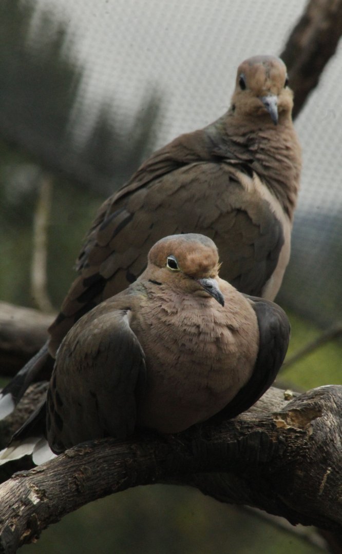 Jun. 2017 - Grizzly Ridge - Mourning Doves