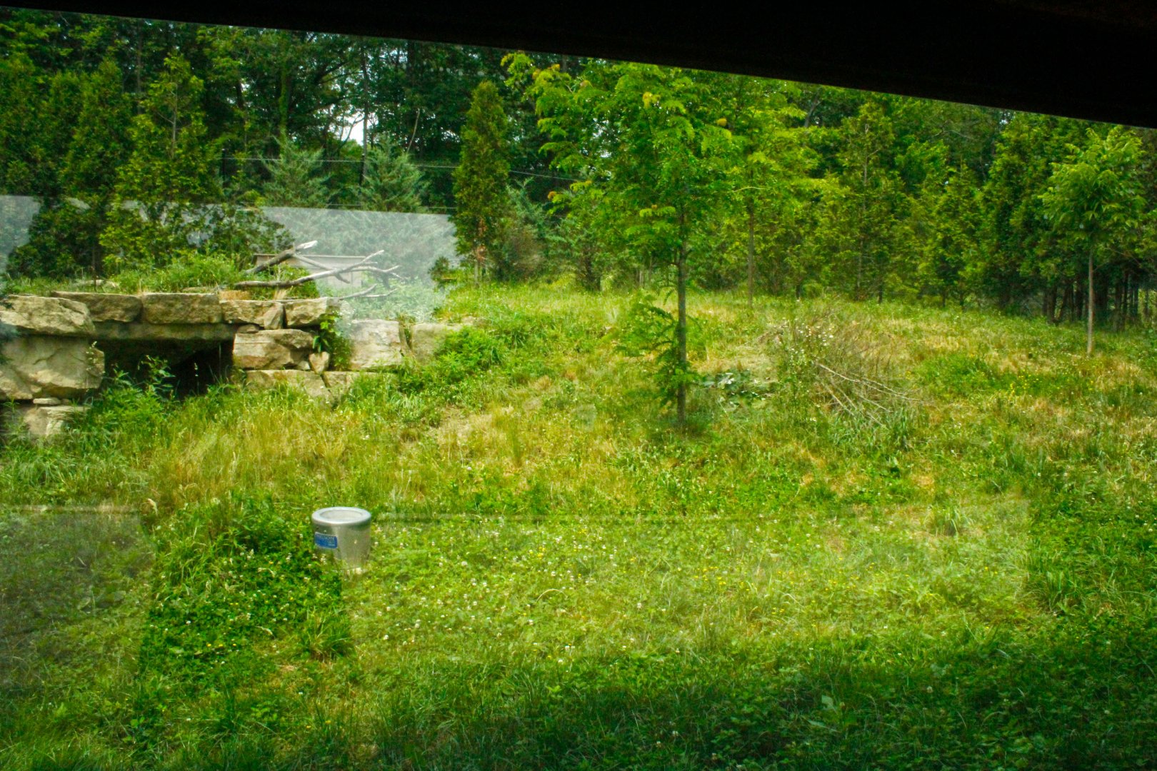 Jun. 2017 - Grizzly Ridge - Red Wolf Exhibit - Second View