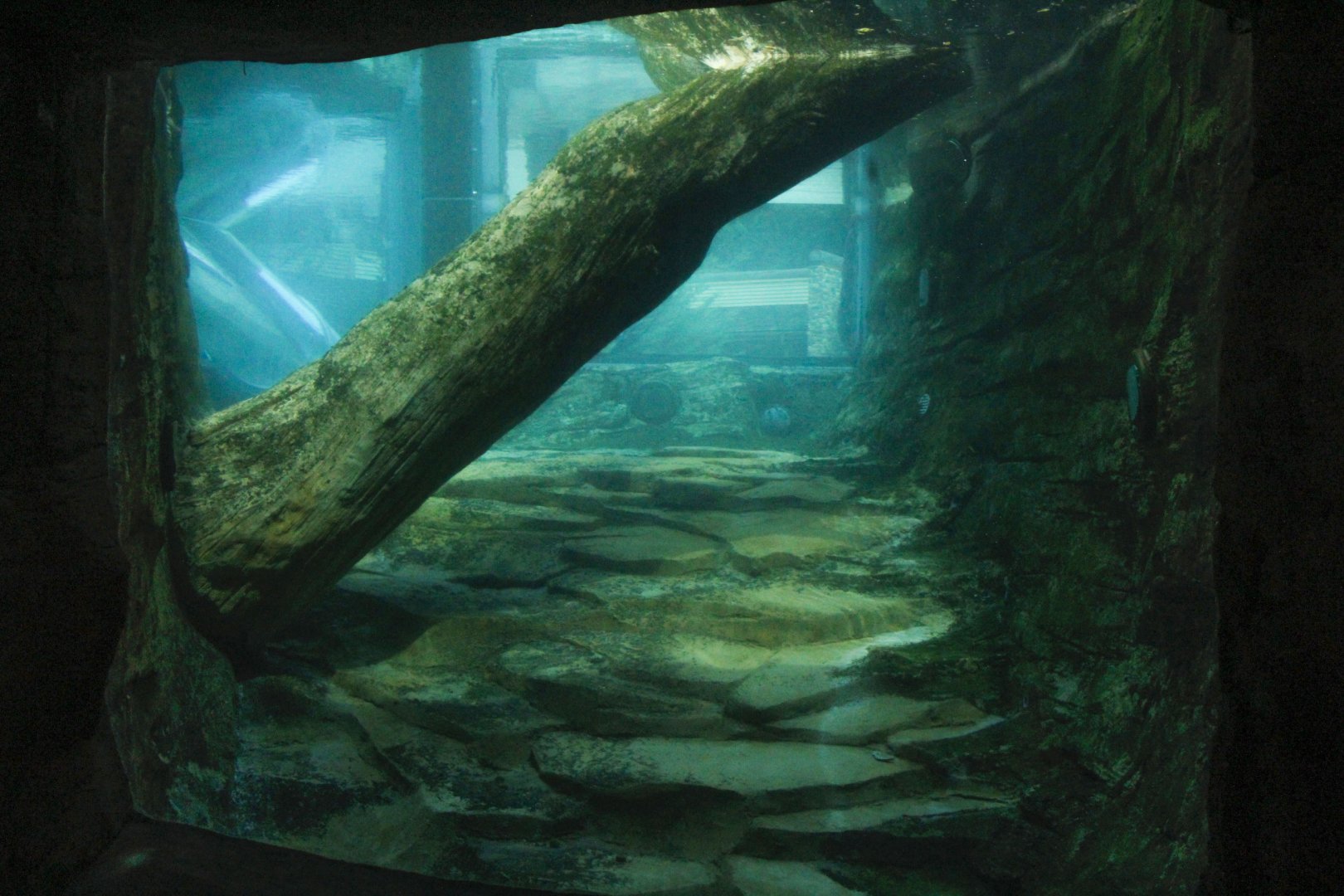 Jun. 2017 - Grizzly Ridge - River Otter Exhibit - First View