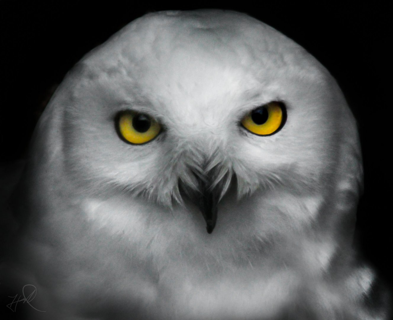 Jun. 2017 - Grizzly Ridge - Snow Owl