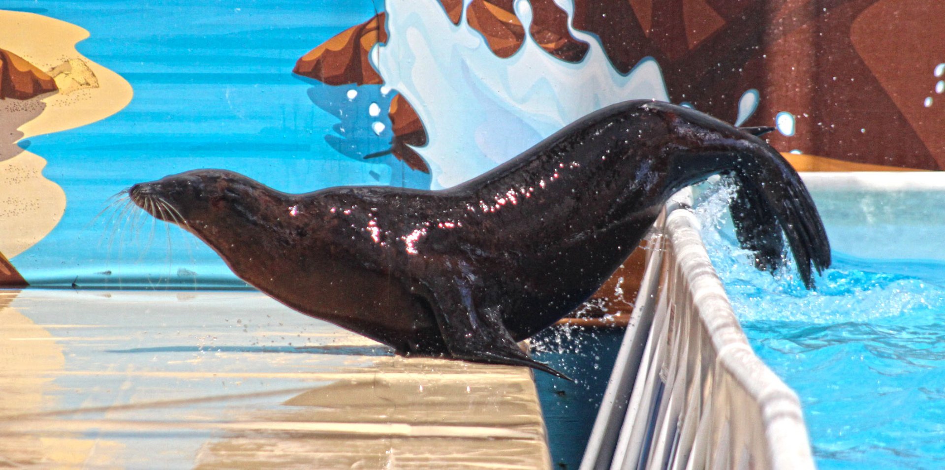 Jun. 2017 - Kentucky Kingdom - Sea Lion Splash Show