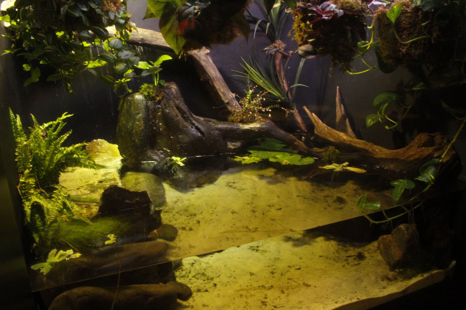 Jun. 2017 - Komodo Kingdom - Curious Creatures - Mata Mata Exhibit