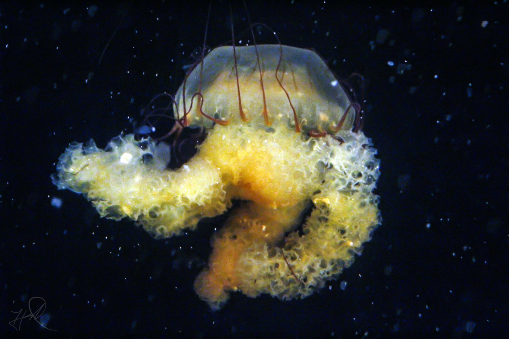 Jun. 2017 - Komodo Kingdom - Curious Creatures - S. American Sea Nettle Exhibit