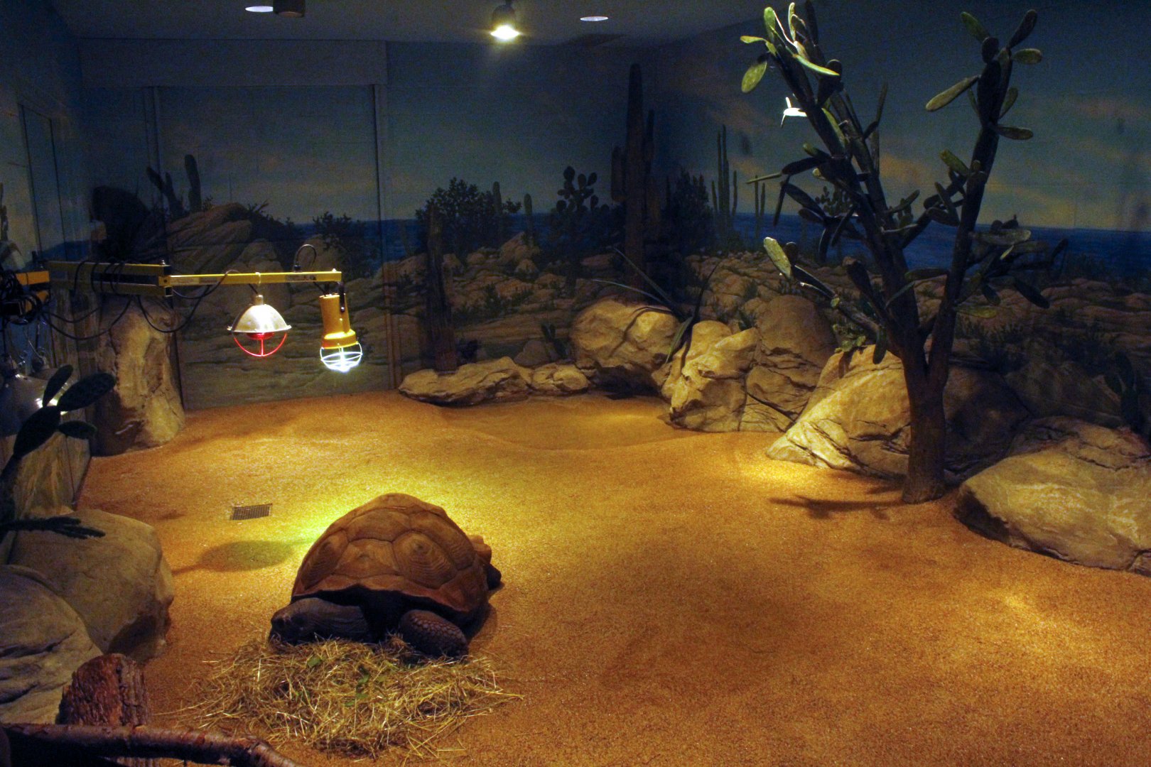 Jun. 2017 - Komodo Kingdom - Indoor Galapagos Tortoise Exhibit