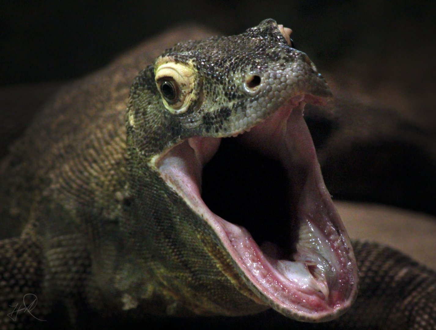 Jun. 2017 - Komodo Kingdom - Padar