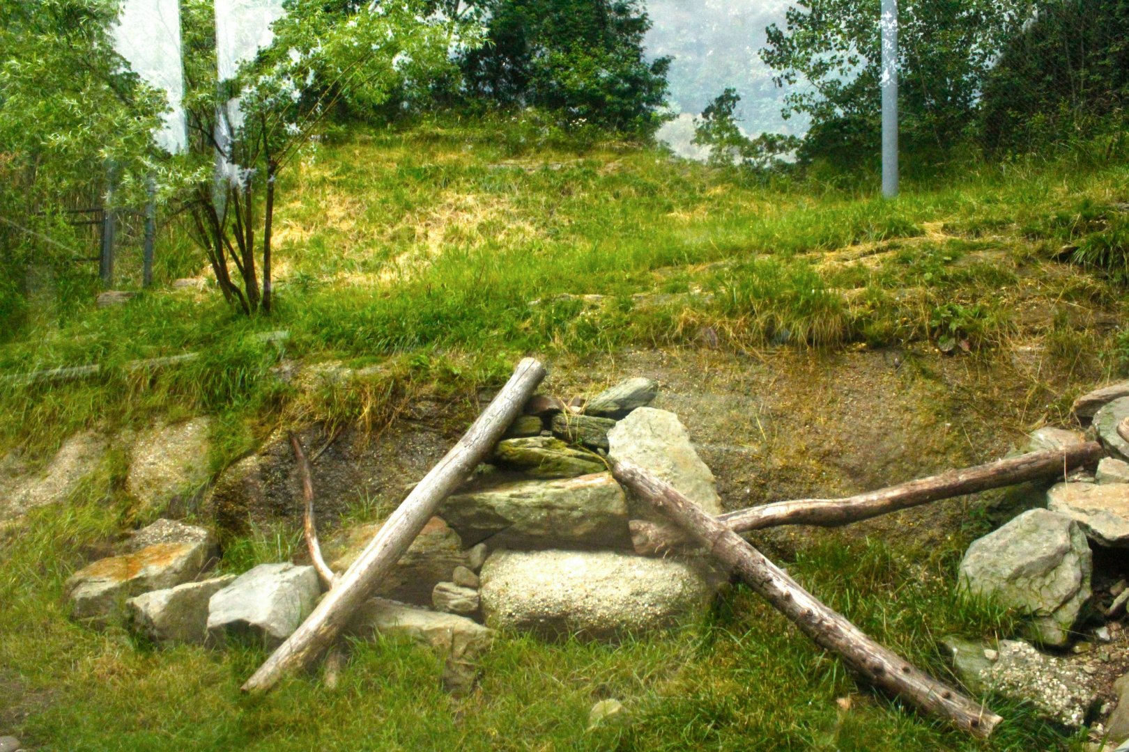 Jun. 2017 - Legends Of The Wild - Andean Condor Exhibit