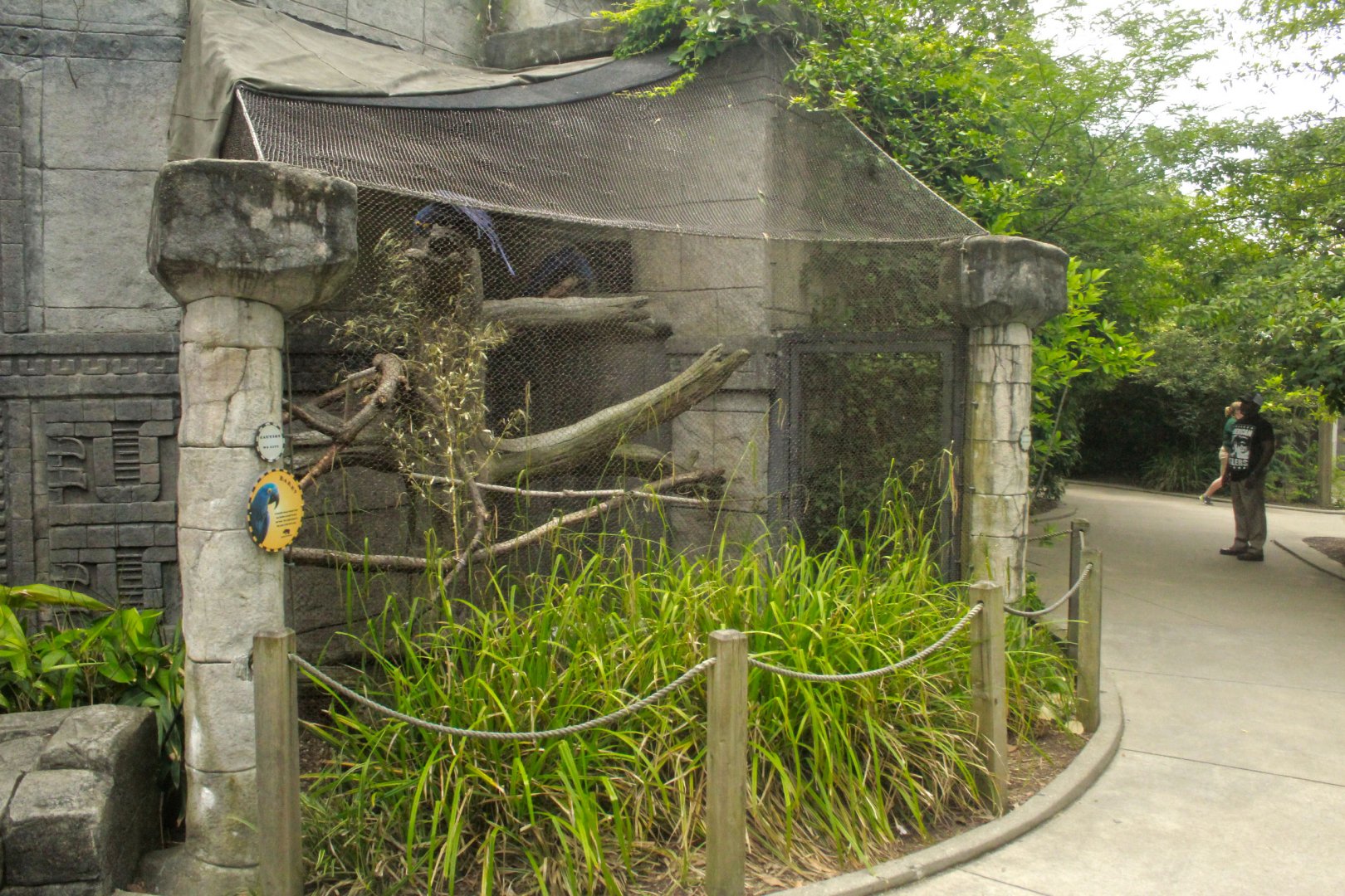 Jun. 2017 - Legends Of The Wild - Hyacinth Macaw Exhibit