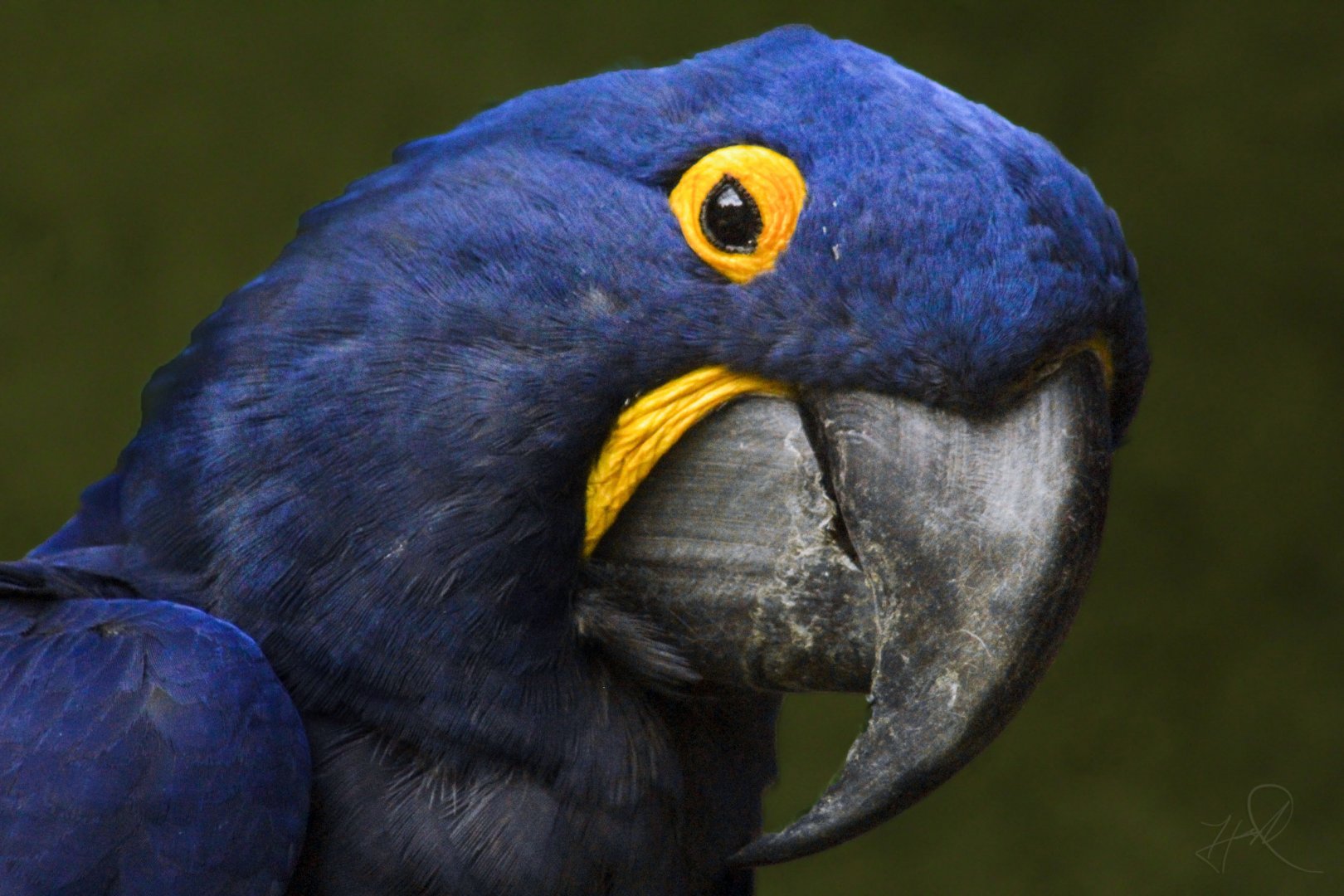 Jun. 2017 - Legends Of The Wild - Hyacinth Macaw