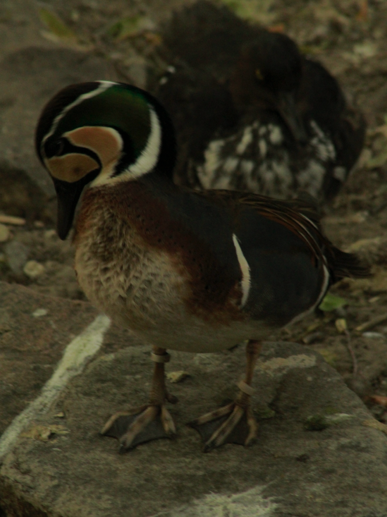 Jun. 2017 - Legends Of The Wild - I.D. Please