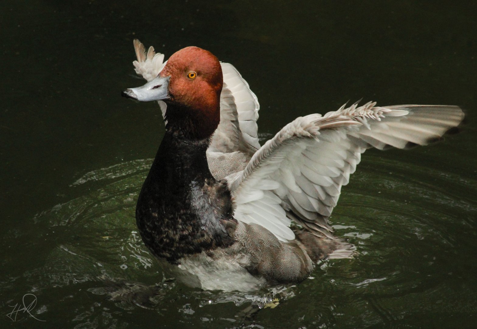 Jun. 2017 - Legends Of The Wild - Redhead