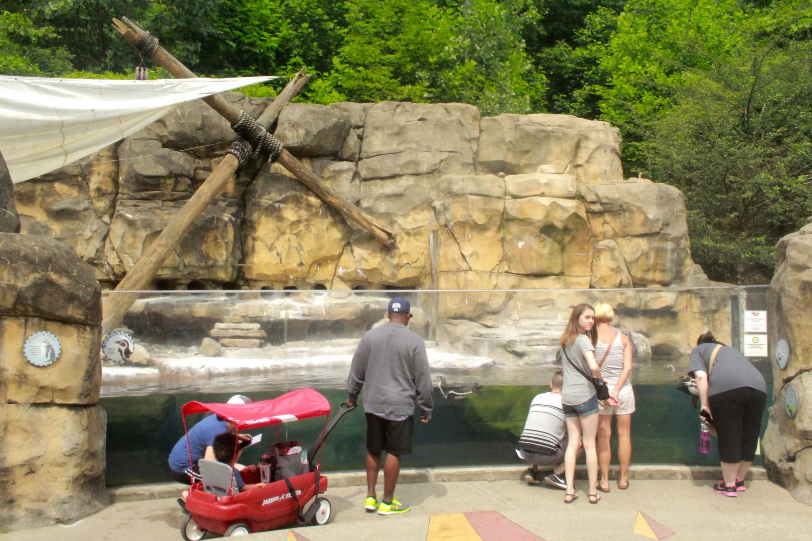 Jun. 2017 - Penguin Point - Humboldt Penguin Exhibit